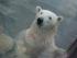 Knut in gro� :p