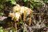 full_6.75tiveden Nationalpark.jpg
