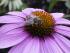 Eccinacea hat Besuch