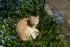full_518d3d896cad6_frodoimvergimeinnichbeet.jpg