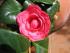 Die erste Camelienbl&uuml;te auf meiner Terrasse draussen, am 11.Februar 05!