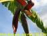 Banane