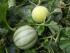 Melone2