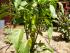 Hungarian Wax Peppers