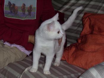 Lilli - unsere kleine, etwas schwerh&ouml;rige Katze