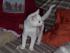 Lilli - unsere kleine, etwas schwerh�rige Katze