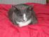 Das war unser Kater Mr. Jingles (Gott hab ihn selig! Er ist leider im Februar &uuml;berfahren worden)