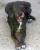 Unsere Molly - allerdings BEVOR sie unser Hund wurde - noch in Spanien.