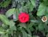Dr. Watson aufgebl�ht