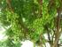 Ein Taling Pling-Baum