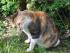 full_03.05.2011katzenholzspargelgerichtundfisch006.jpg
