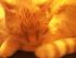 Schrimpsi sooo m�de