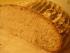Anjas Mischbrot  http://www.chefkoch.de/rezepte/1143851220715263/Anjas-Mischbrot.html