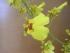 Oncidium, Ableger von meiner Schwiegermutter