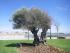 Olivenbaum vorm Strand in Caorle