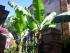 Bananenbaum in der Altstadt