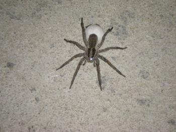 Spinne mit Ei??