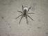 Spinne mit Ei??