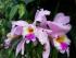 Orchideen im Botanischen Garten in Linz