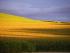 Sonne �ber dem Maisfeld
