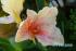 Canna "Mme. Paul Caseneuve" 1