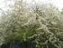 Kirschbl�te in Annes Garten 090413