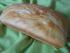 Toastbrot von risei 150613
