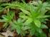 full_waldmeister.jpg