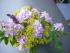 Hortensien und Clematis