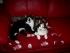 full_lucieundronjaziehenein02.02.2012016640x480.jpg