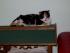 full_0610022012004.jpg