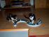 full_rl25022012004.jpg