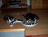 full_rl25022012005.jpg