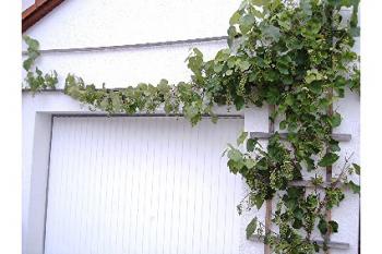 Mein Garagenwein