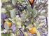 Mein Mandarinenbaum mit Fr�chten und Bl�ten