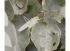 Heuschrecke auf meinem Quittenbaum. Die Bl�tter schon mit Verbiss