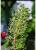 Weinbl�te an meiner Garagenmauer