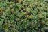 so sehen handgelesene Trauben aus, f�r Qualit�tswein ein Mu�, f�r unseren Winzer eine Selbstverst�ndlichkeit