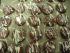 After Eight Pl�tzchen