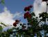 Rote Rosen - tolle Farbe!