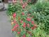 Mal n�her dran an den Rosen...