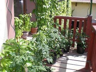 Meine (tomatenlastige) Veranda