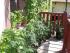 Meine (tomatenlastige) Veranda
