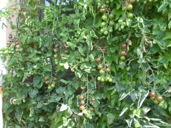 Nach anf&auml;nglicher Entt&auml;uschung (zu fr&uuml;h geerntet) inzwischen meine Favoritin bei den alten Tomaten!