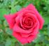 Rose, rot 05