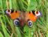 Tagpfauenauge - der letzte Schmetterling dieses Jahr?