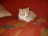 Katerchen