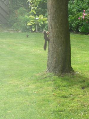 Kleiner Gartenbesucher