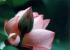 Japan- Lotus 1