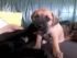 full_51681291a2de4_malababy112413.jpg